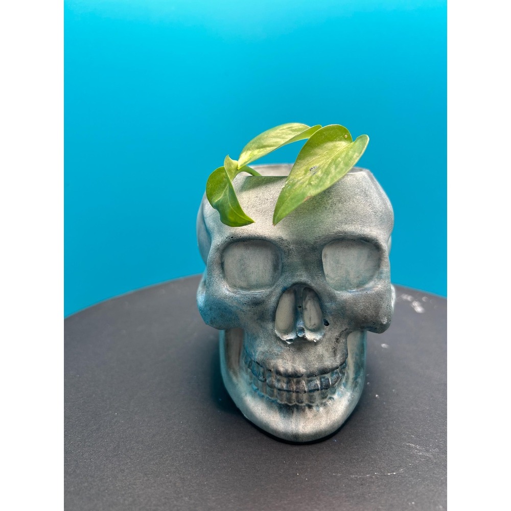 Skull Concrete Planter – Handmade Cement Succulent Pot, Handmade In Texas - Picture 3 of 6